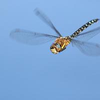 Migrant Hawker in flight 3 